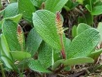 Wierzba żyłkowana (Salix reticulata) /Źródło: Wikipedia