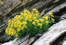 Skalnica nakrapiana (Saxifraga aizoides)/ Źródło: Wikipedia Skalnica nakrapiana (Saxifraga aizoides)/ Źródło: Wikipedia