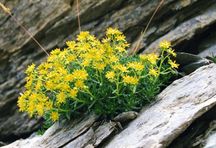 Skalnica nakrapiana (Saxifraga aizoides)/ rdo: Wikipedia