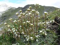 Skalnica gronkowa (Saxifraga paniculata)/ Źródło: Wikipedia Skalnica gronkowa (Saxifraga paniculata)/ Źródło: Wikipedia