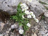 Gęsiówka alpejska (Arabis alpina)/ Źródło: Wikipedia Gęsiówka alpejska (Arabis alpina)/ Źródło: Wikipedia