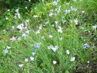 Len karpacki (Linum extraaxillare)/Źródło: Wikipedia Len karpacki (Linum extraaxillare)/Źródło: Wikipedia