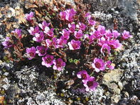 Skalnica naprzeciwlistna (Saxifraga oppositifolia)/Źródło: Wikipedia Skalnica naprzeciwlistna (Saxifraga oppositifolia)/Źródło: Wikipedia