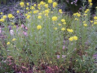 Pszonak pieniski (Erysimum pieninicum)/rdo: Wikipedia