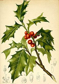 Ostrokrzew kolczasty (Ilex aquifolium)/ Źródło: Wikipedia Ostrokrzew kolczasty (Ilex aquifolium)/ Źródło: Wikipedia