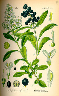 Ligustr pospolity (Ligustrum vulgare)/ Źródło: Wikipedia Ligustr pospolity (Ligustrum vulgare)/ Źródło: Wikipedia