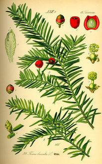 Cis pospolity (Taxus baccata)/Źródło: Wikipedia Cis pospolity (Taxus baccata)/Źródło: Wikipedia
