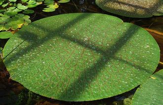 Wielki liść rozłożni kolczastej (Euryale ferox)/Źródło: Wikipedia