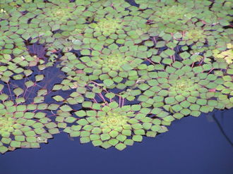 Kotewka orzech wodny( Trapa natans)/Źródło: Wikipedia