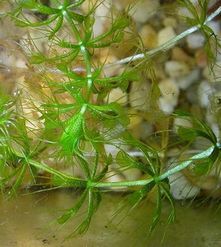 Aldrowanda pęcherzykowata (Aldrovanda vesiculosa)/Źródło: Wikipedia Aldrowanda pęcherzykowata (Aldrovanda vesiculosa)/Źródło: Wikipedia