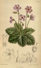 "Kwiat feniks" (Ramondia serbica)/Autor: Matilda Smith/ Źródło: Wikipedia