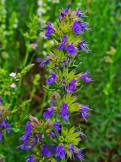 Hyzop lekarski (Hyssopus officinalis)/ Autor: H. Zell/ rdo:  Wikipedia