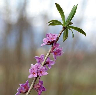 Daphne_mezereum_ENBLA06