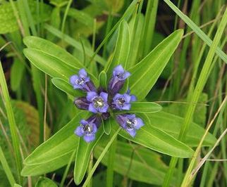 Goryczka krzyowa (Gentiana cruciata)/ Autor: Bernd H./ rdo: Wikipedia