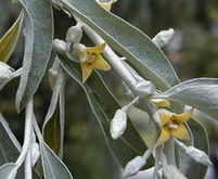Oliwnik wąskolistny (Elaeagnus angustifolia)/ Autor: A. Barra/: Źródło: Wikipedia
