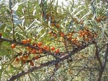 Rokitnik zwyczajny (Hippophae rhamnoides)/ Autor: Jean Tosti/: rdo: Wikipedia