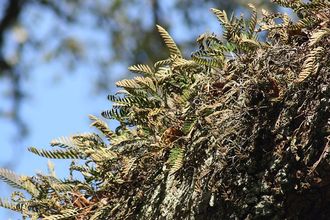 Papro zmartwychwstanka (Pleopeltis polypodioides)/ Autor: A. Dombrowski/ rdo: Wikipedia