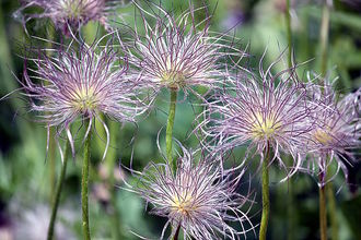 Sasanka zyczajna (Pulsatilla vulgaris)/ Autor: Hedwig Storch/rdo: Wikipedia