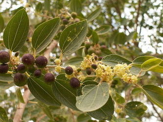 Głożyna szydlica (Ziziphus spina Christi)/ Autor:Dov Grobgeld / Źródło: Wikipedia Głożyna szydlica (Ziziphus spina Christi)/ Autor:Dov Grobgeld / Źródło: Wikipedia
