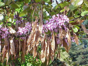 Judaszowiec poudniowy (Cercis siliquastrum)/ Autor: Kurt Stber/ rdo: Wikipedia