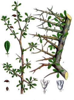 Balsamowiec mirra (Commiphora habessinica)/Autor: Franz Eugen Köhler/ Źródło: Wikipedia