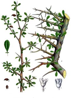 Balsamowiec mirra (Commiphora habessinica)/Autor: Franz Eugen Köhler/ Źródło: Wikipedia Balsamowiec mirra (Commiphora habessinica)/Autor: Franz Eugen Köhler/ Źródło: Wikipedia
