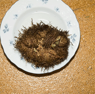 Widliczka łuskowata ( Selaginella lepidophylla)/ Źródło: Wikipedia