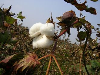 Bawena (Gossypium) /Autor: Azzurro/ rdo: Wikipedia