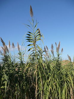 Lasecznica (Arundo donax)/Autor: Peter Forster/ Źródło: Wikipedia Lasecznica (Arundo donax)/Autor: Peter Forster/ Źródło: Wikipedia