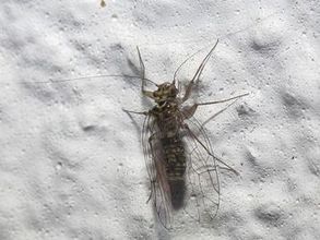 Psotnik (Psocoptera)/ Autor: Lmbuga/ Źródło: Wikipedia