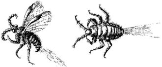 Dorosłe postacie czerwca- samiec ( z lewej), samica (z prawej) /Źródło: Wikipedia Dorosłe postacie czerwca- samiec ( z lewej), samica (z prawej) /Źródło: Wikipedia