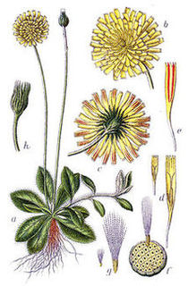 Jastrzębiec kosmaczek ( Hieracium pilosella) / Źródło: Wikipedia