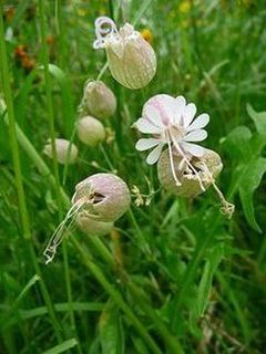 Lepnica rozdta (Silene vulgaris)/rdo: Wikipedia