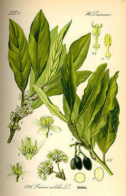 Wawrzyn szlachetny (Laurus nobilis) / Źródło: Wikipedia