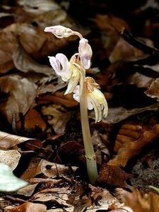 Storzan bezlistny (Epipogium aphyllum) / Źródło: Wikipedia