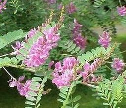 Indygowiec barwierski (Indigofera tinctoria)/ Źródło: Wikipedia Indygowiec barwierski (Indigofera tinctoria)/ Źródło: Wikipedia