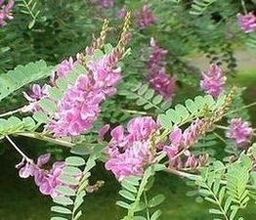 Indygowiec barwierski (Indigofera tinctoria)/ rdo: Wikipedia