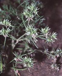 Kwiatostan kłębik - czerwiec roczny (Scleranthus annuus) / Źródło : Wikipedia