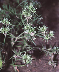 Kwiatostan kbik - czerwiec roczny (Scleranthus annuus) / rdo : Wikipedia