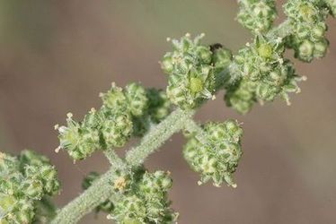 Kwiatostan kbik- komosa wielkolistna (Chenopodium hybridum) / rdo: Wikipedia