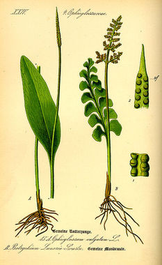 Nasięźrzał pospolity (Ophioglossum vulgatum) z lewej i podejźrzon księżycowy (Botrychium lunaria) z prawej/ Źódło; Wikipedia