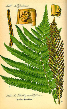 Pióropusznik strusi ( Matteuccia struthiopteris) /Źródło: Wikipedia