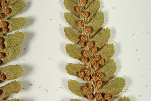 Kupki zarodni u nerecznicy samczej (Dryopteris filix - mas)/ Źródło: Zielnik Wydziału Biologii UW