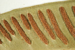 Kupki zarodni u języcznika zwyczajnego (Phyllitis scolopendrium)/ Źródło: Zielnik Wydziału Biologii UW