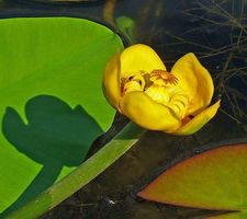 Grążel żółty (Nuphar lutea)/ Źródło: Wikipedia