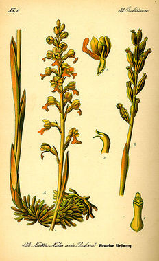Gnieźnik leśny (Neottia nidus-avis)/ Źródło: Wikipedia
