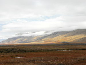 Krajobraz polodowcowy wygladał podobnie jak współczesna tundra -Svalbard tundra/ Źródło: Wikipedia