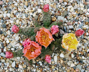 Opuncja amliwa ( Opuntia fragilis) ma ksztaty przypominajce rozet/ rdo: Wikipedia