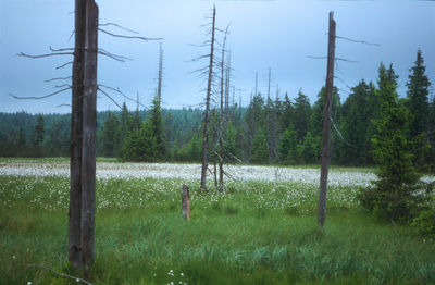 Torfowisko/ autor: Agnieszka Krzyk Torfowisko/ autor: Agnieszka Krzyk
