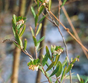 Chamedafne północna (Chamedaphne calyculata) / Źródło: Wikipedia